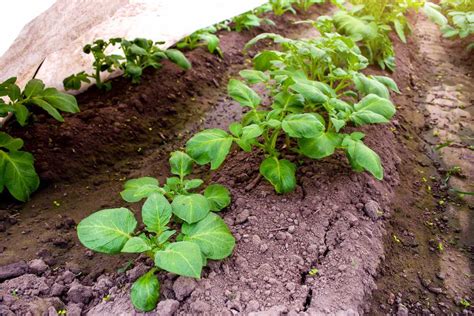 Pommes De Terre Jusqu Quand Peut On Les Planter En Terre