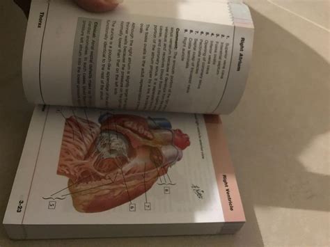 Essential Guide To Netters Anatomy 3rd Edition Hobbies Toys Books