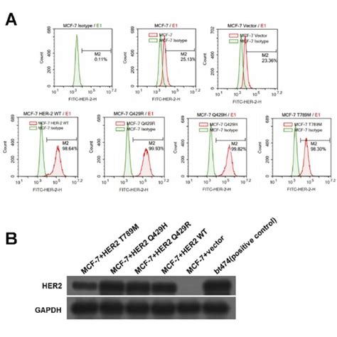 The mutation of HER2 weakened the inhibition of trastuzumab in the... | Download Scientific Diagram