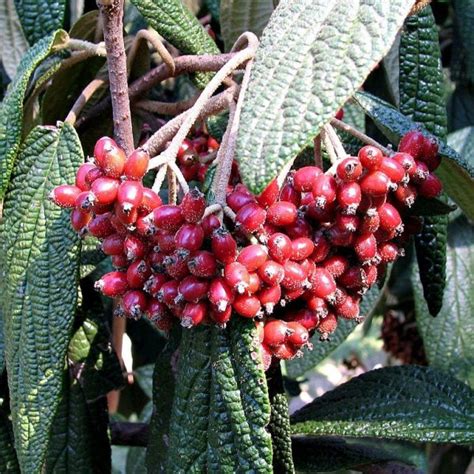 Wrinkled Viburnum Viburnum Rhytidophyllum Growing Guides