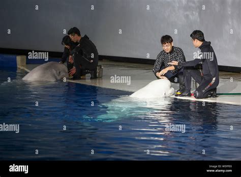 The Two Female Beluga Whales Little White And Little Grey Perform During Their Final