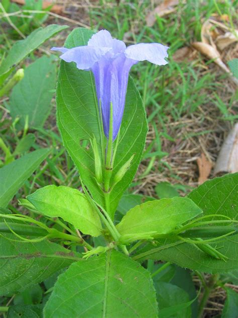 Ruellia tuberosa (Acanthaceae) image 29100 at PhytoImages.siu.edu