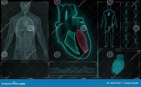 Function of Right Ventricle and Left Ventricle of Human Heart Stock ...