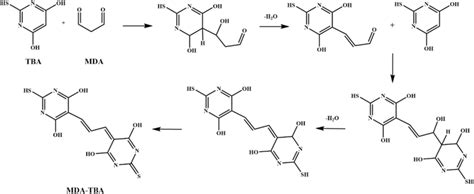 The Mechanism Of TBARS Method TBARS Thiobarbituric Acidreactive