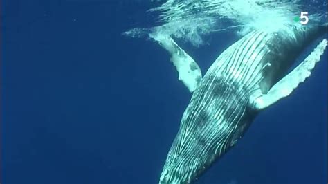 Documentaire Voyage Avec Les Baleines A Bosse