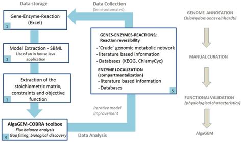 The Process For Genome Scale Model Reconstruction 1 Metabolic Download Scientific Diagram