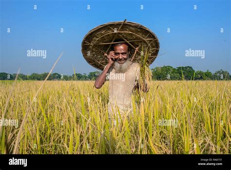 Bangladesh rice cultivation Stock Photo - Alamy