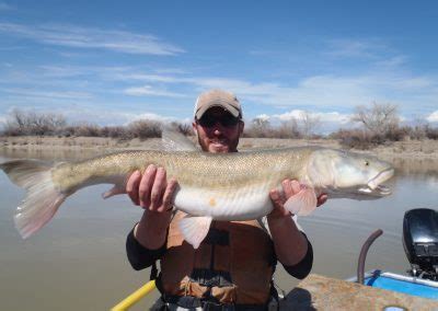 Colorado Pikeminnow Colorado River Recovery Programs