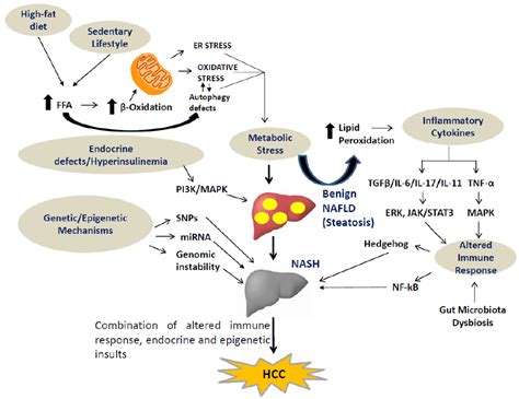 Molecular Links Between Non Alcoholic Fatty Liver Disease And