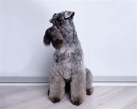 Kerry Blue Terrier Dog Breed Characteristics And Care