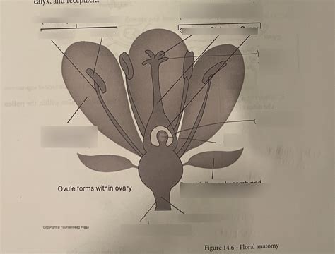 Bio Lab Quiz 14 Diagram Quizlet