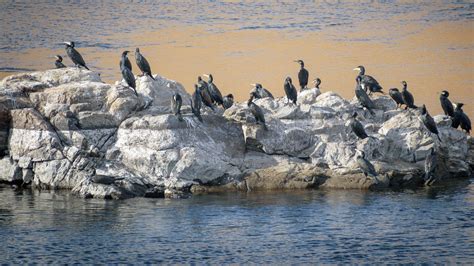 Great Cormorants Warming In The Sun Of Aswan On A Rock In The Middle Of