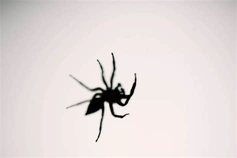 How To Get Rid Of Spiders In Your House Facility Pest Control