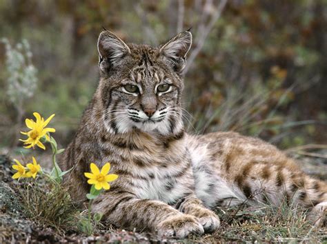 Bobcats In Massachusetts Enlightenment Mastery