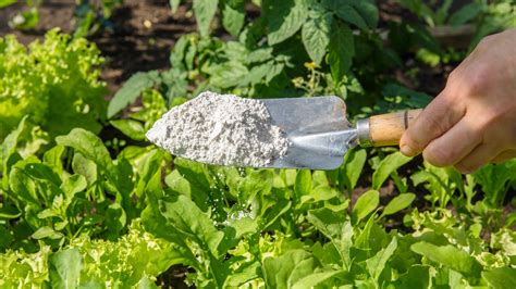 The Brilliant Diy Hack Every Gardener Needs Before Spreading Pest