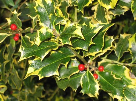 Shrub Variegated Holly With Berries