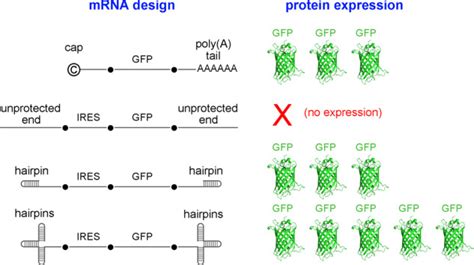 Terminal Hairpins Improve Protein Expression In Ires Initiated Mrna In