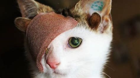 Viral Frankie El Gato Con 1 Ojo Y 4 Orejas Que Fue Torturado Y Sobrevivió La Verdad Noticias