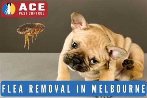 Flea Treatment Melbourne Flea Removal Flea Pest Control