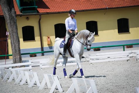 Dressage Training With Arabian Stallion Jevra Sva Angels Gardens