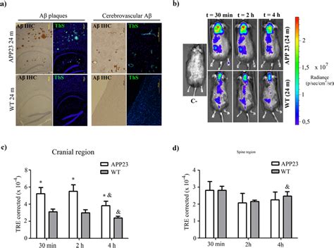 RHDL RApoJ Biodistribution In Aged APP23 Or Wt Mice A Brain ThS