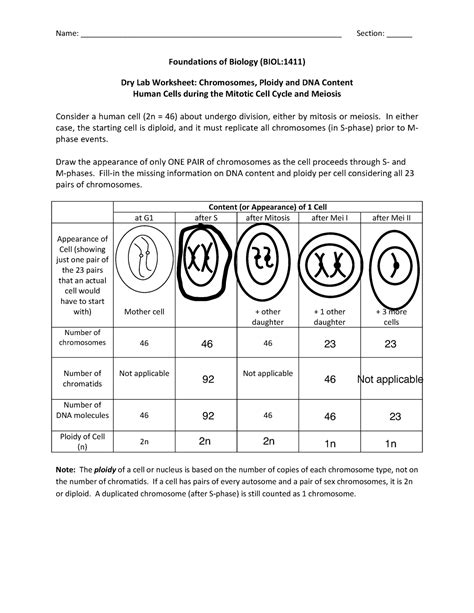 Worksheet Ploidy And Dna Content Biol Aaa Iowa Studocu