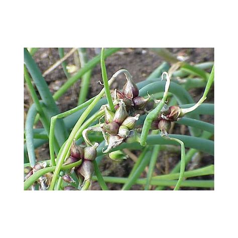 Oignon rocambole ou perpétuel plant 1 u Le Potager De Pautilou