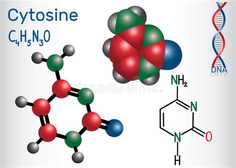 Cytosine chemical formula stock vector. Illustration of biology - 150250698