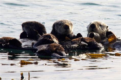 A Raft of Fuzzy Sea Otters in a Kelp Bed — The Daily Otter | Sea otter ...