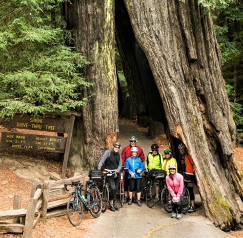 California Redwoods Bike Tour Bicycle Adventures