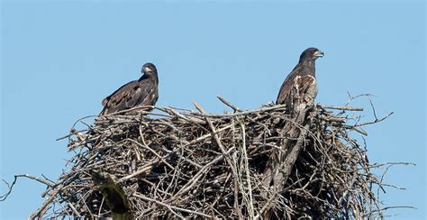 Waiting For Breakfast Photograph By Julie Barrick Pixels