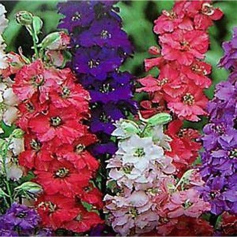 Giant Imperial Mix Larkspur Seeds - Etsy