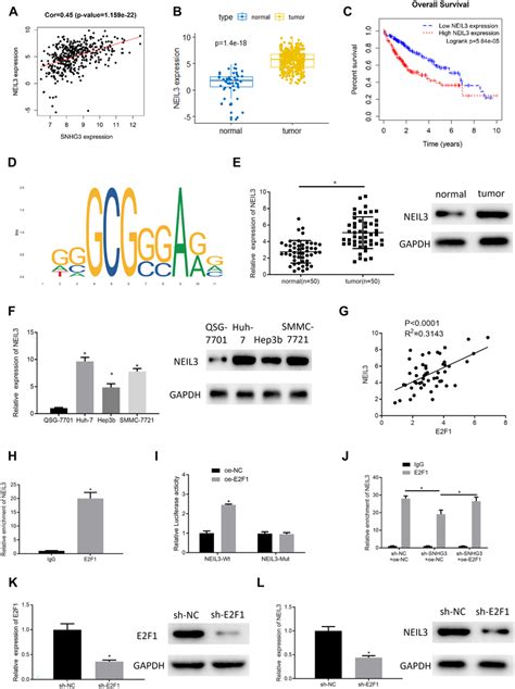 Snhg3 Activates Neil3 Transcription By Recruiting E2f1 To The Neil3 Download Scientific Diagram