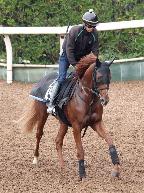 【注目馬動向】ガイアメンテはマーカンド騎手とのコンビで東京スポーツ杯2歳sへ 武豊騎手が負傷のため Umatoku 馬トク