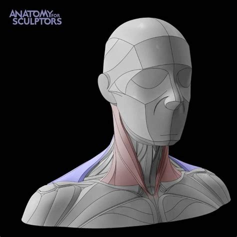 Form Of The Head And Neck By Anatomy For Sculptors By Uldis Zarins