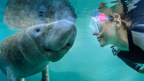 Are Manatees Dangerous ?: Here's What You Need to Know - NatureGeeky