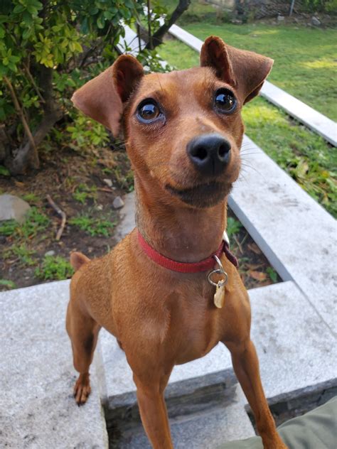 About Argos Dog Training Services And Expert Staff Argos Dog Training