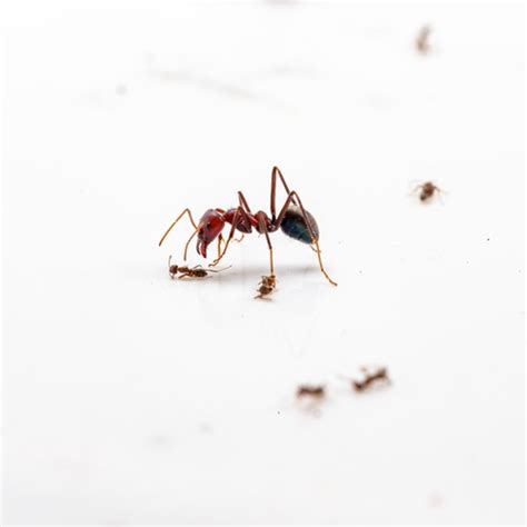 Argentine Ants Fighting