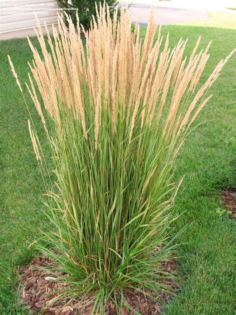 Ornamental Grasses Feather Reed Feather Reed Grass Grasses And Feathers