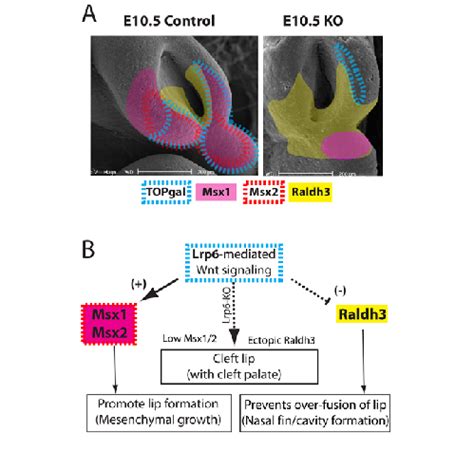 Summary Of The Role Of Lrp And Its Mediated Wnt Catenin Signaling