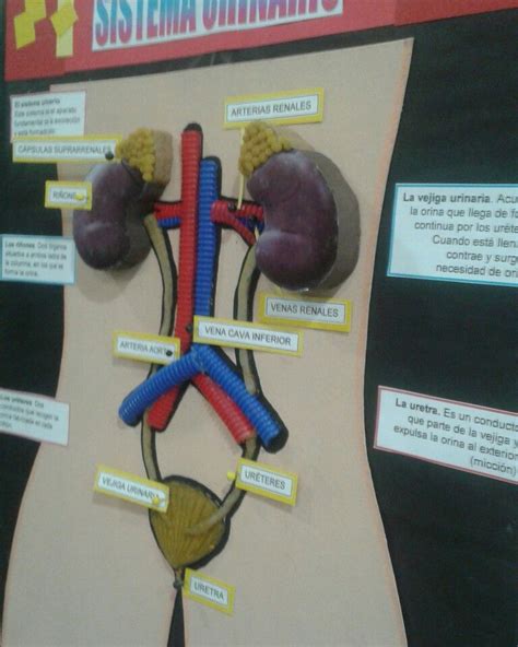 Sistema Endocrino Maqueta Maqueta Aparato Urinario Ciencias Naturales