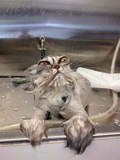cats that are soggy on Tumblr