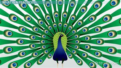 Peacock Facts: Lesson for Kids - Lesson | Study.com