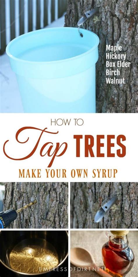 How To Tap Trees For Syrup Artofit