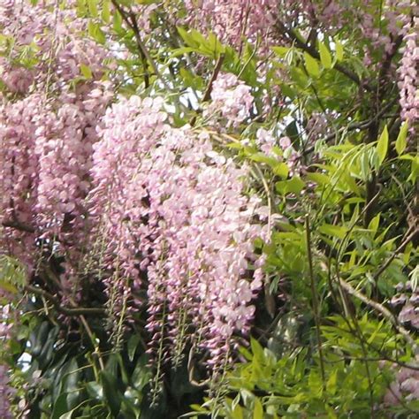 Glycine Du Japon Honbeni Rosea Pink Ice Wisteria Floribunda