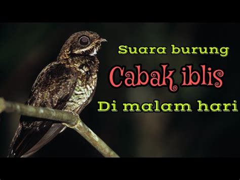 Suara Pikat Burung Cabak Iblis Youtube