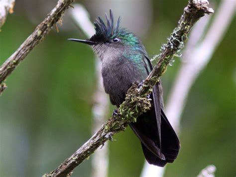 Antillean Crested Hummingbird | NatureRules1 Wiki | Fandom