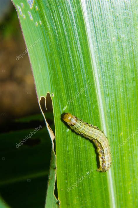 Gusano Cogollero Spodoptera Frugiperda En La Hoja De Ma Z Hojas De