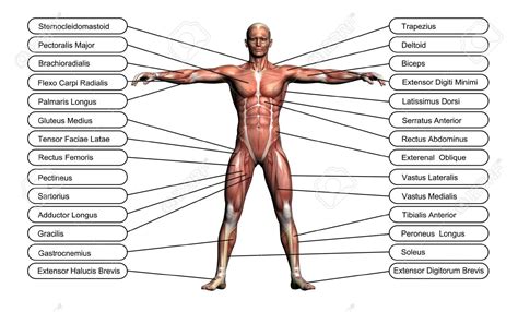 Risultati Immagini Per Anatomia Umana Human Anatomy Muscle Names