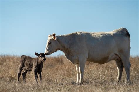 Premium Photo A Cow And Her Calf Stand In A Field